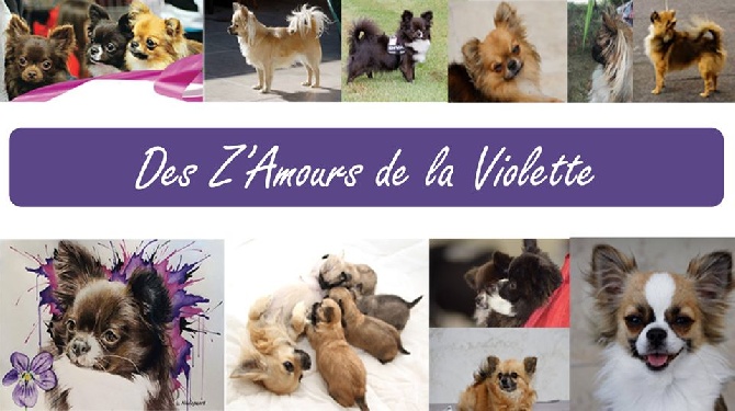 des z'amours de la violette - Retrouvez toutes nos actualités sur notre page FB